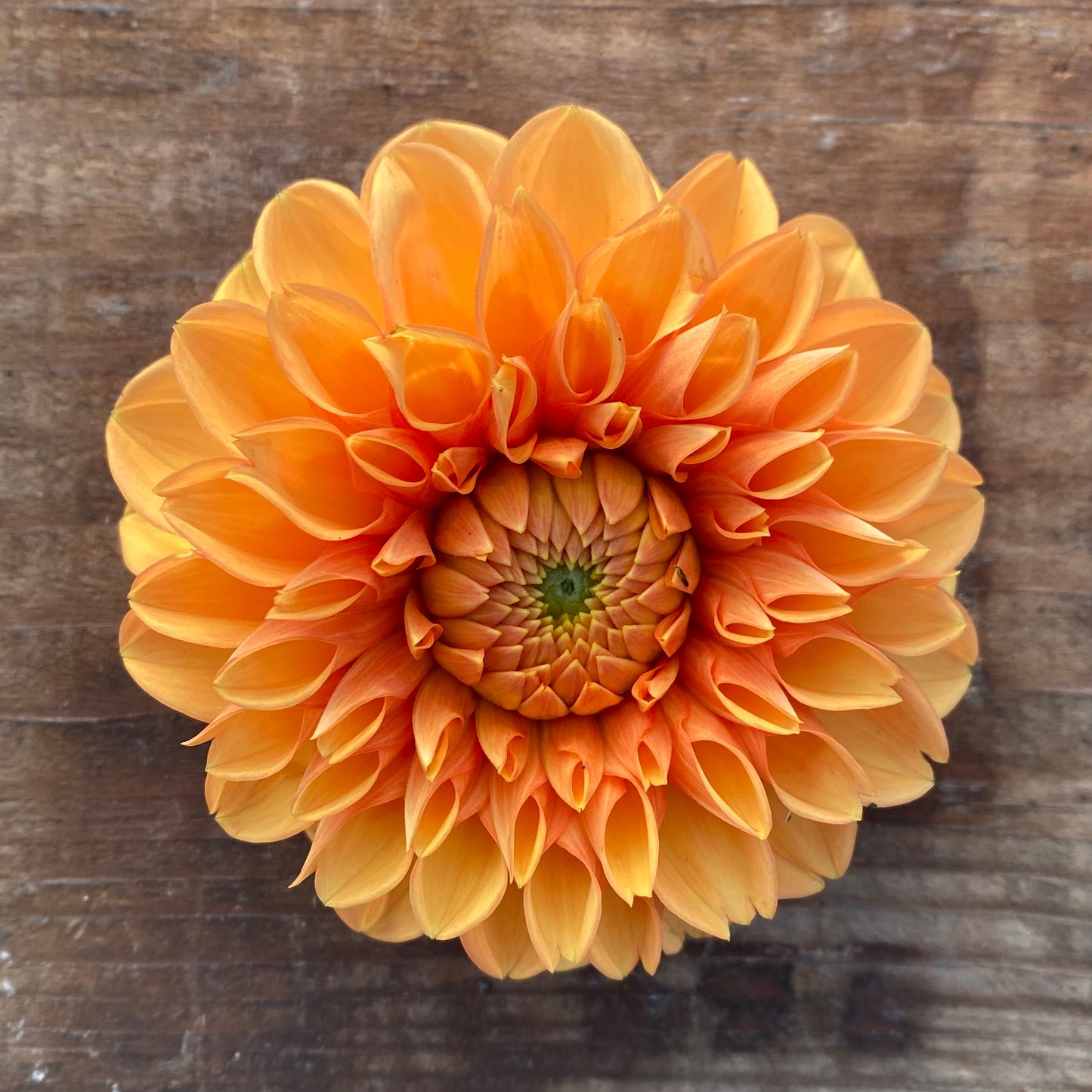 Dahlia Maarn (Sylvia)