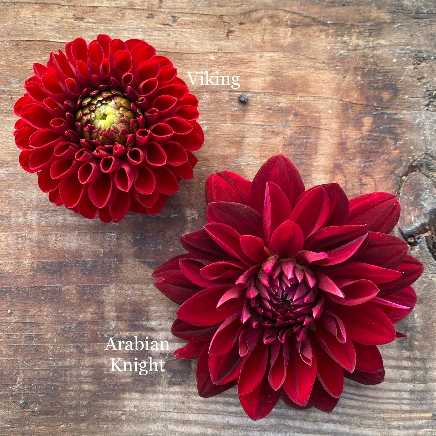 Dahlia Arabian Night