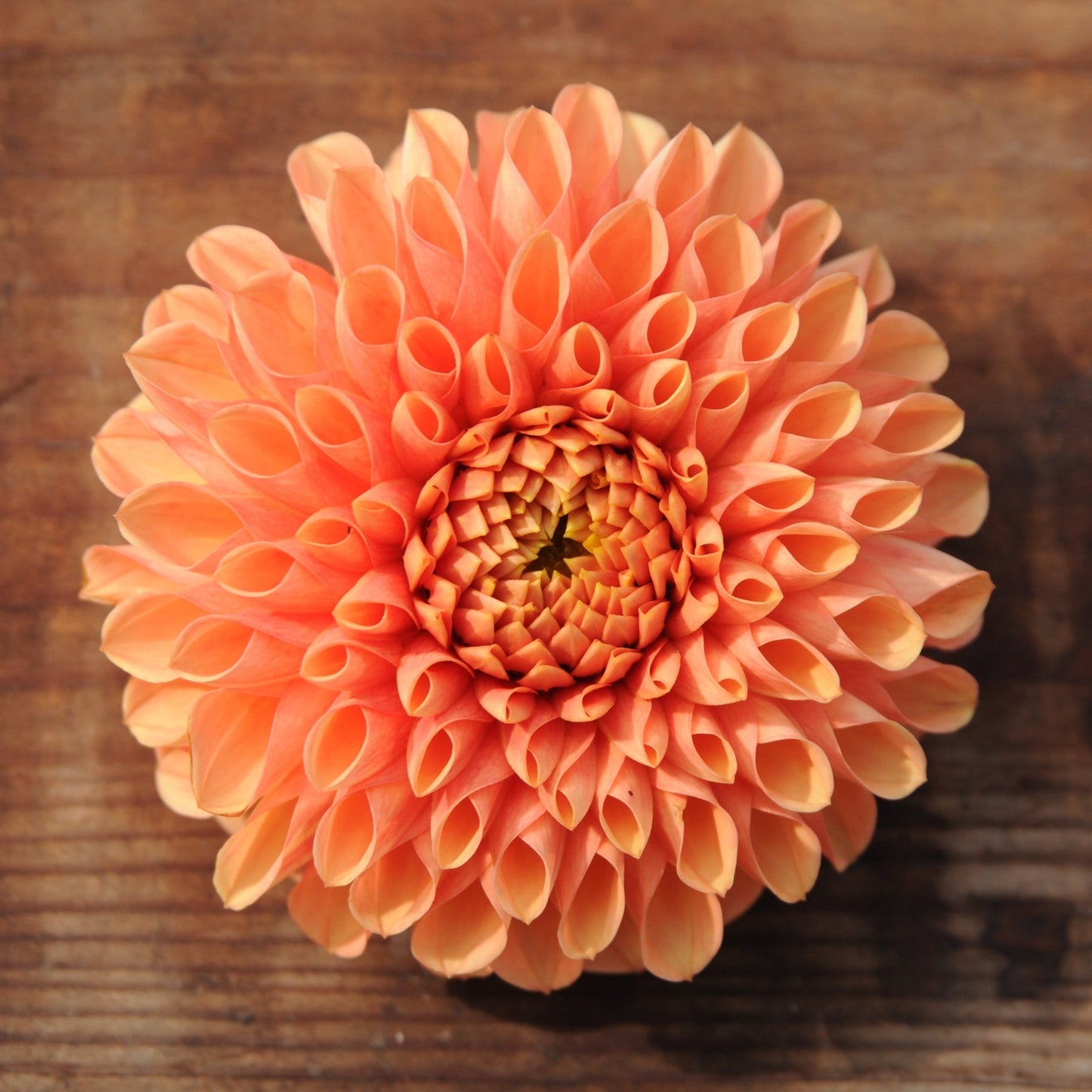 Dahlia Jowey Chantal