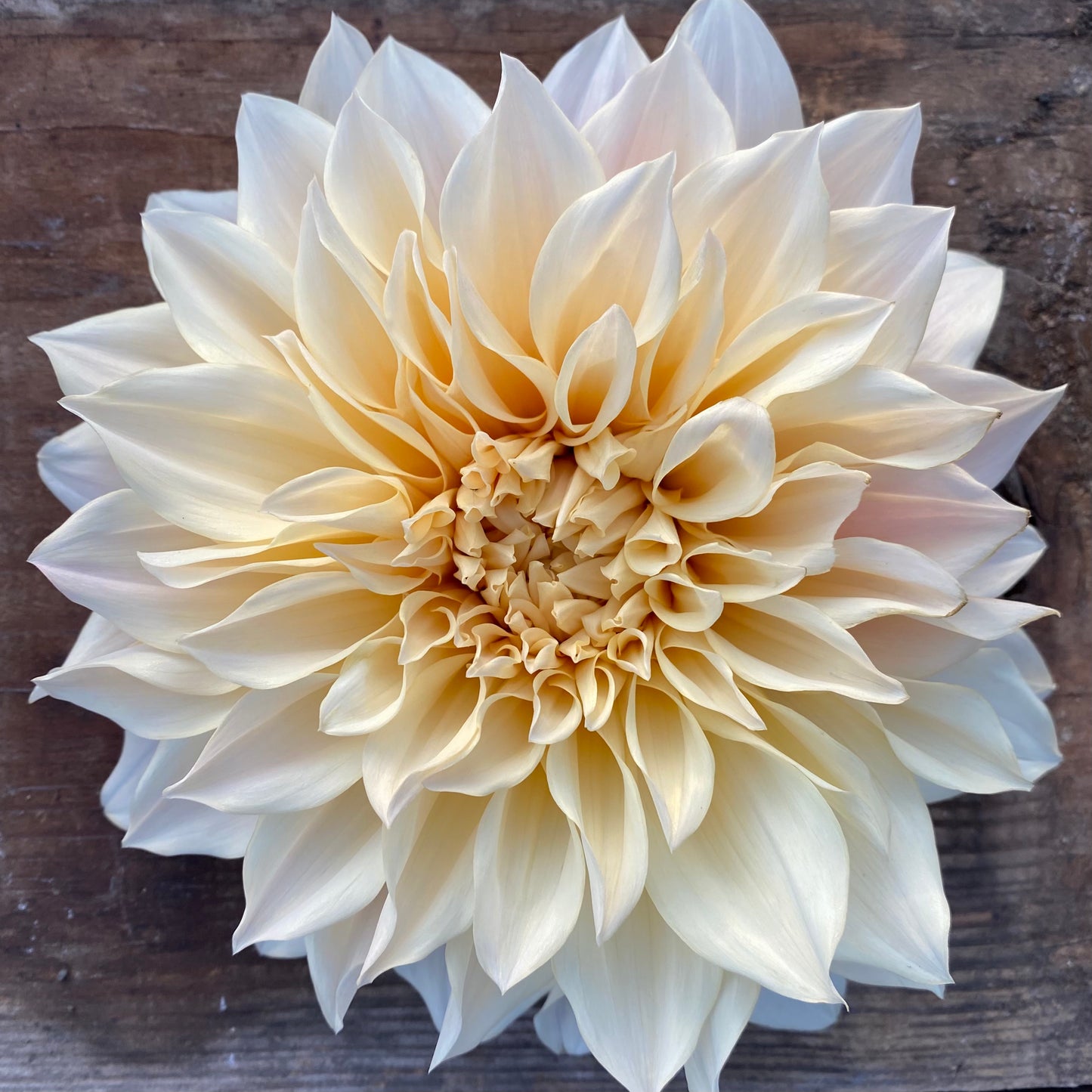 Dahlia Cafe Au Lait