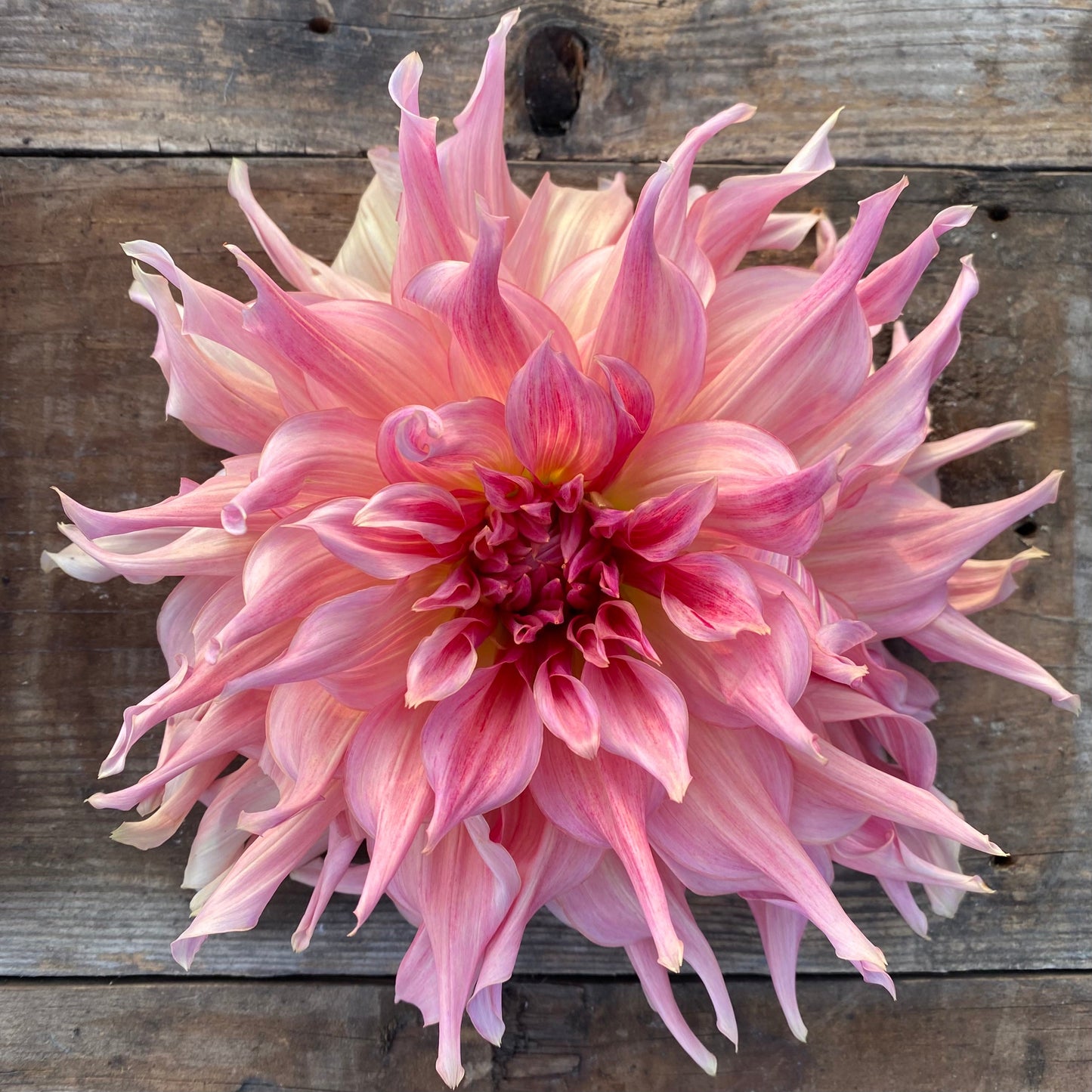 Dahlia Penhill Watermelon
