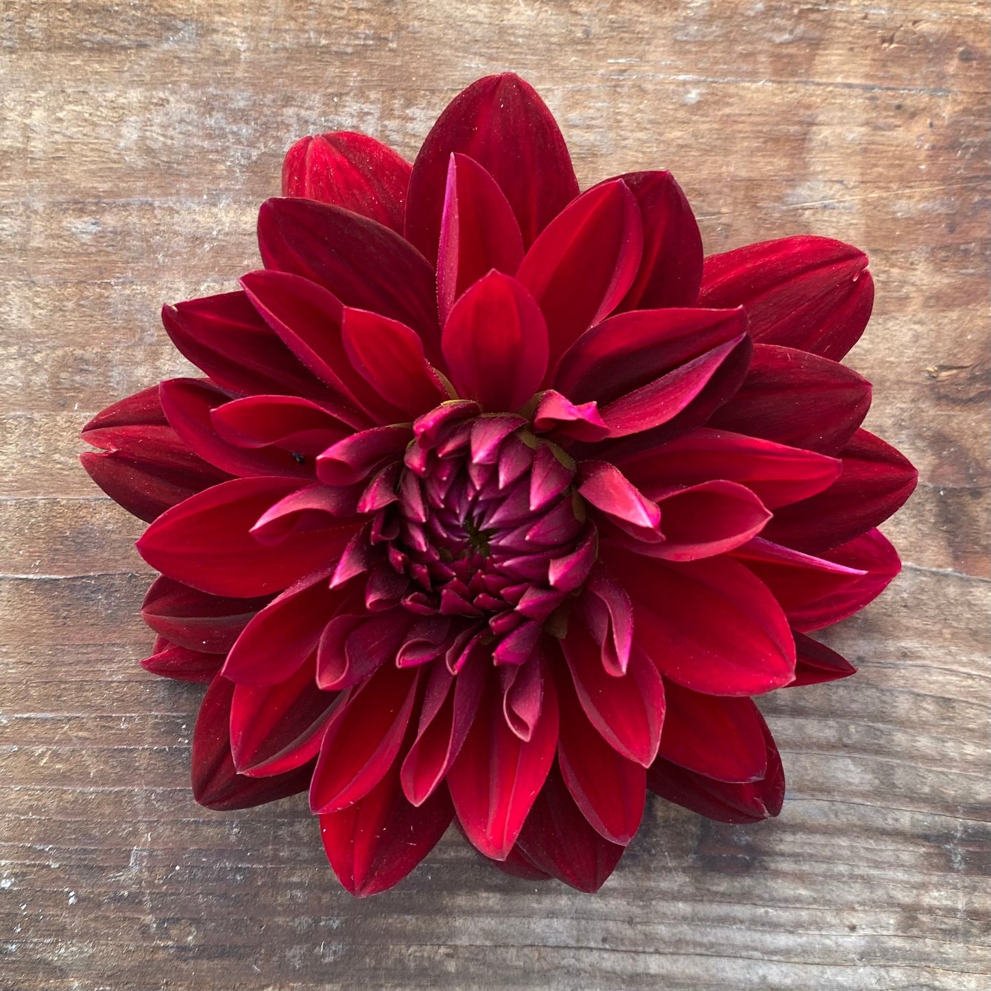 Dahlia Arabian Night