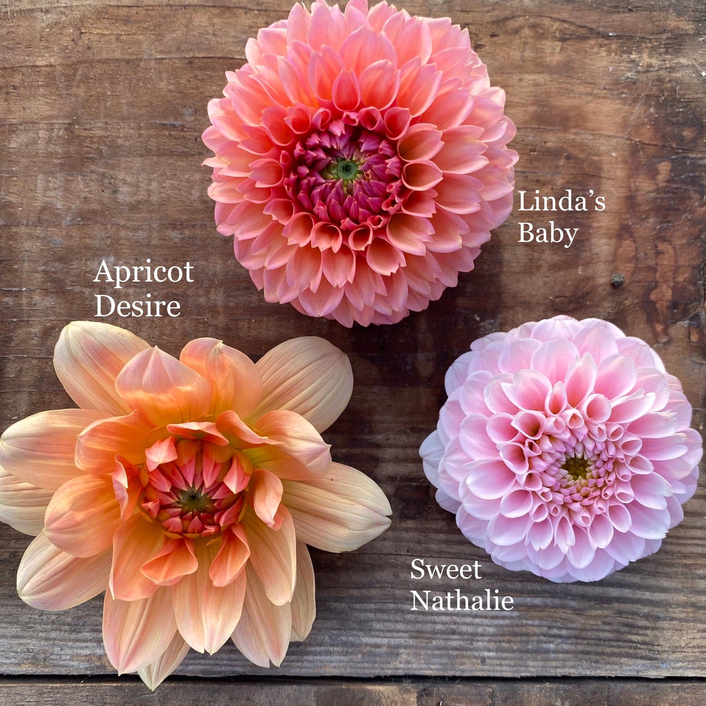 Dahlia Linda’s Baby