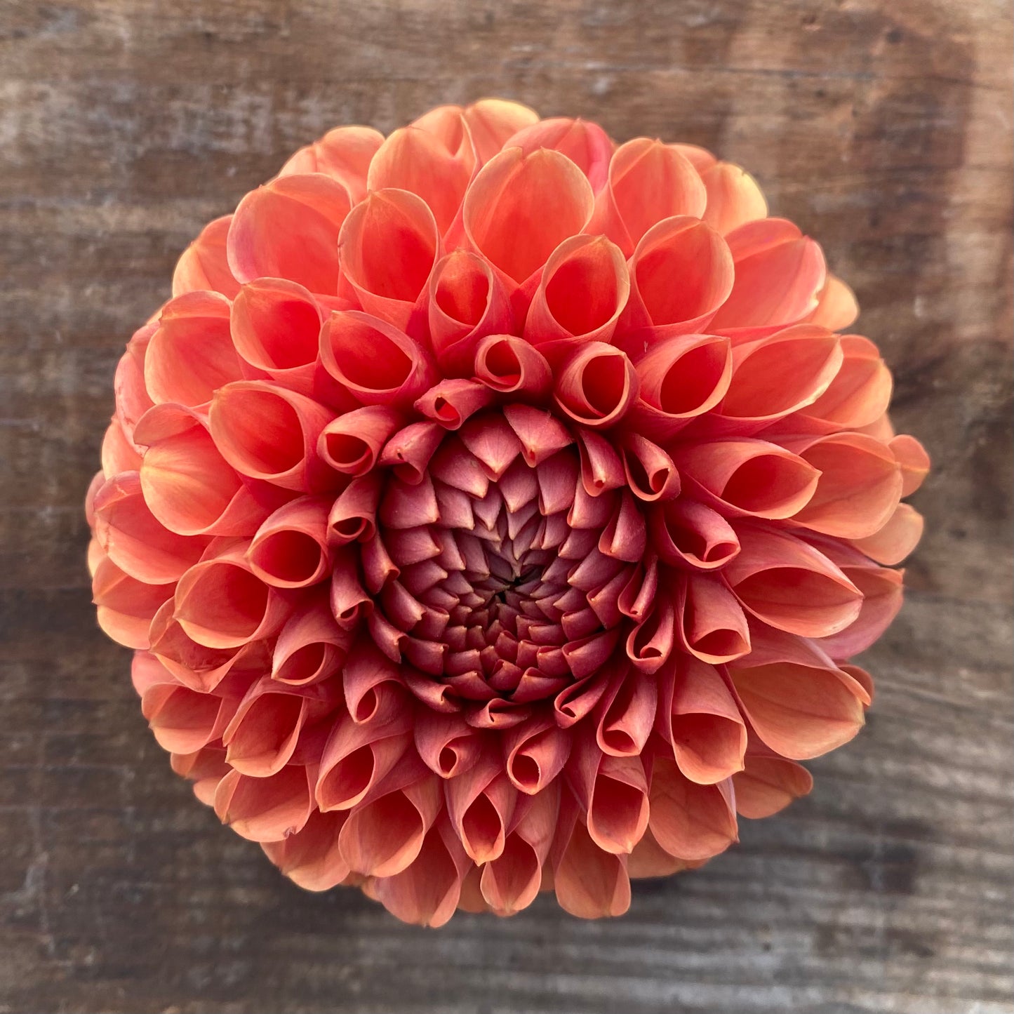 Dahlia Cornel Bronze ~ Workshop Curated Collection