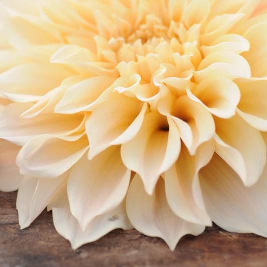 Dahlia Tubers ~ How to Plant for Success