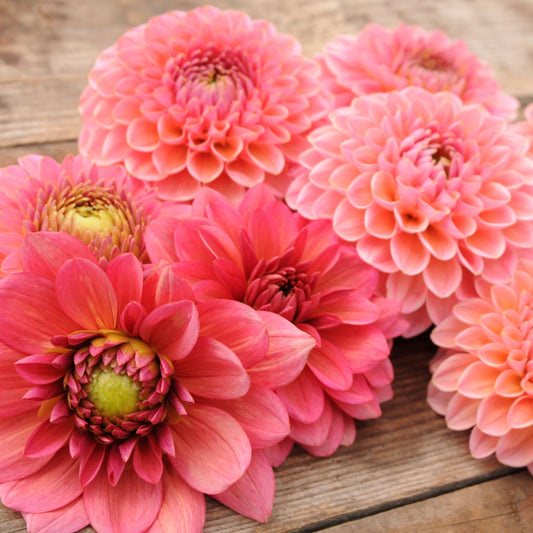 Our Top Ten Dahlia Picks