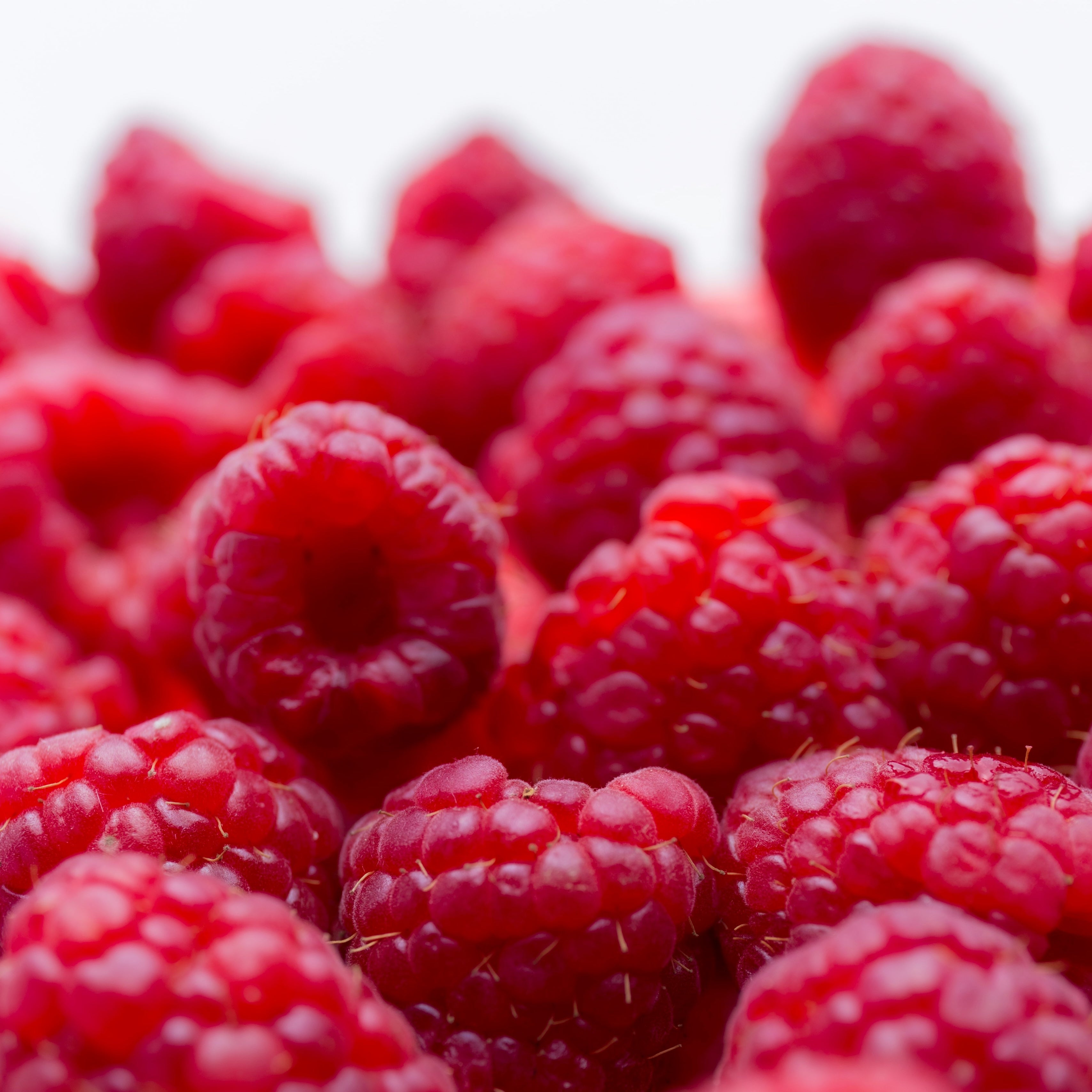 Raspberry U-Pick – Prairie Grove Acres