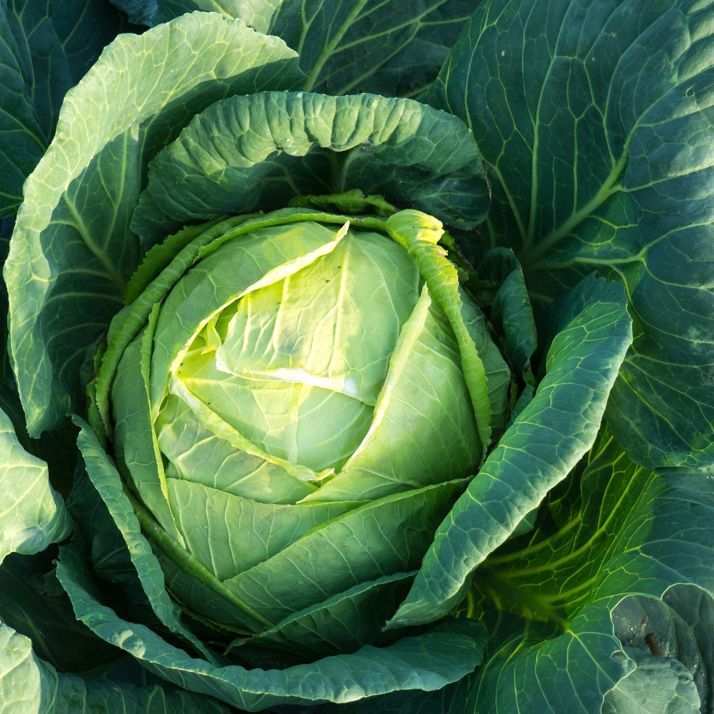 Cabbage ~ Early