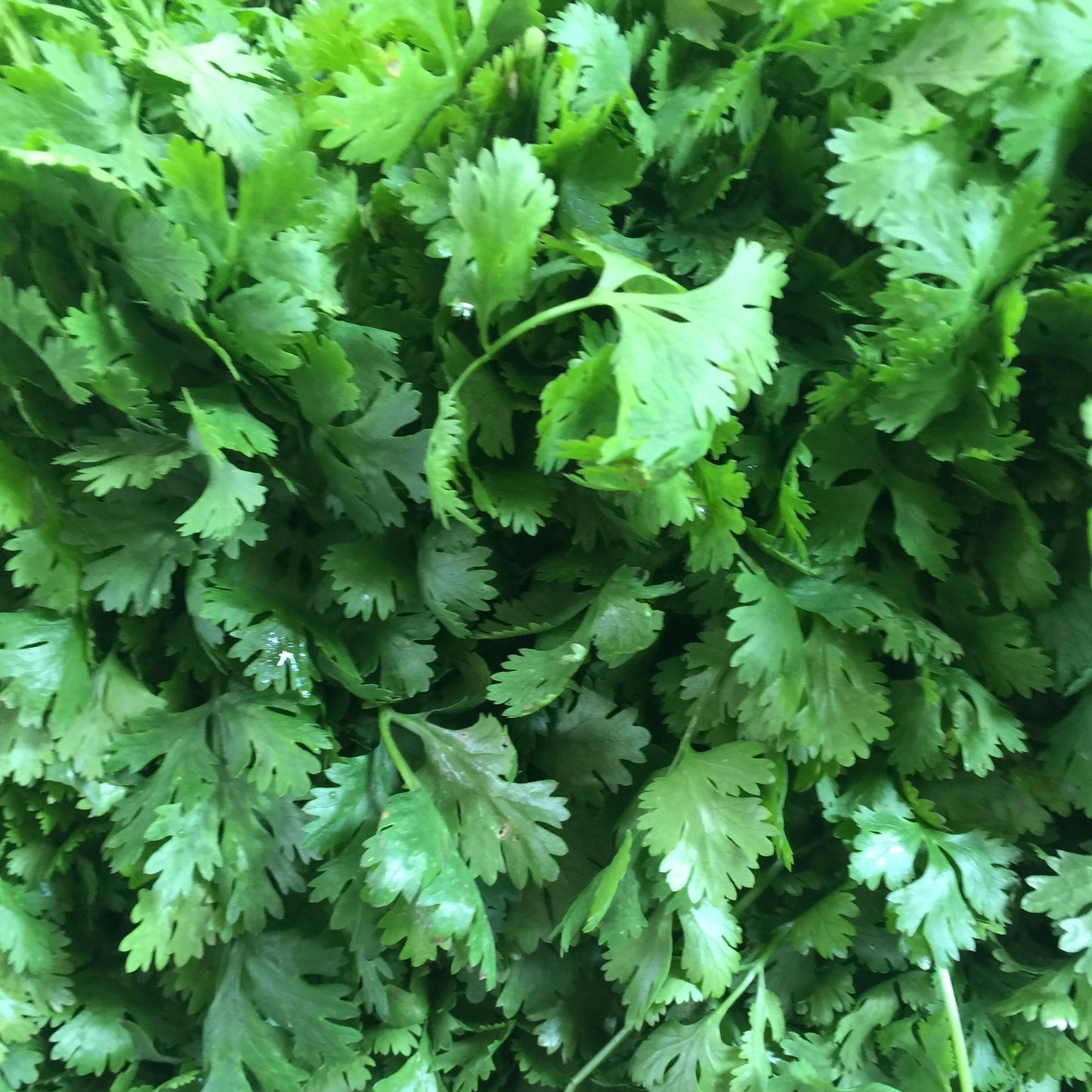 Cilantro