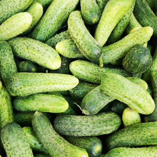 Cucumber ~ Pickling