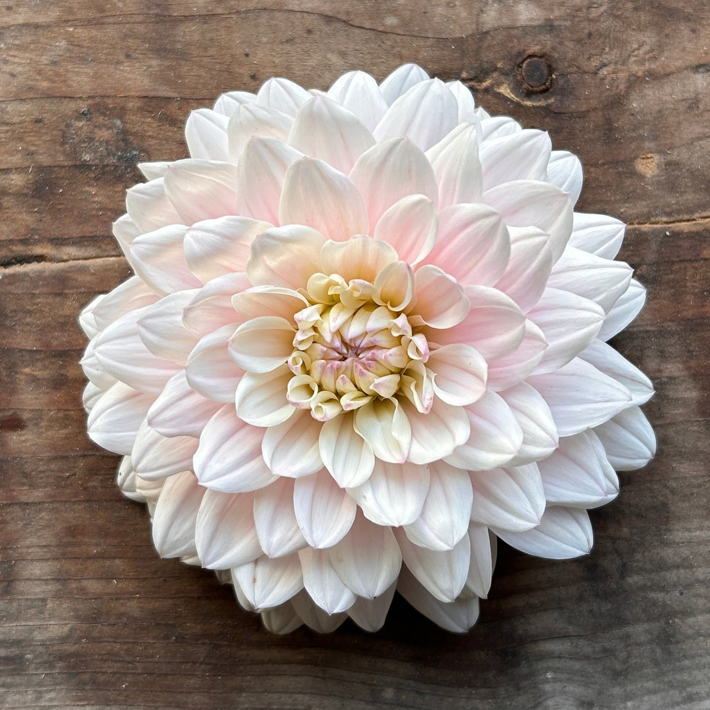 Dahlia Silver Years