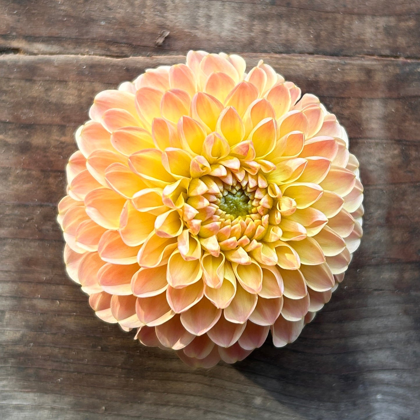 Dahlia Snoho Doris