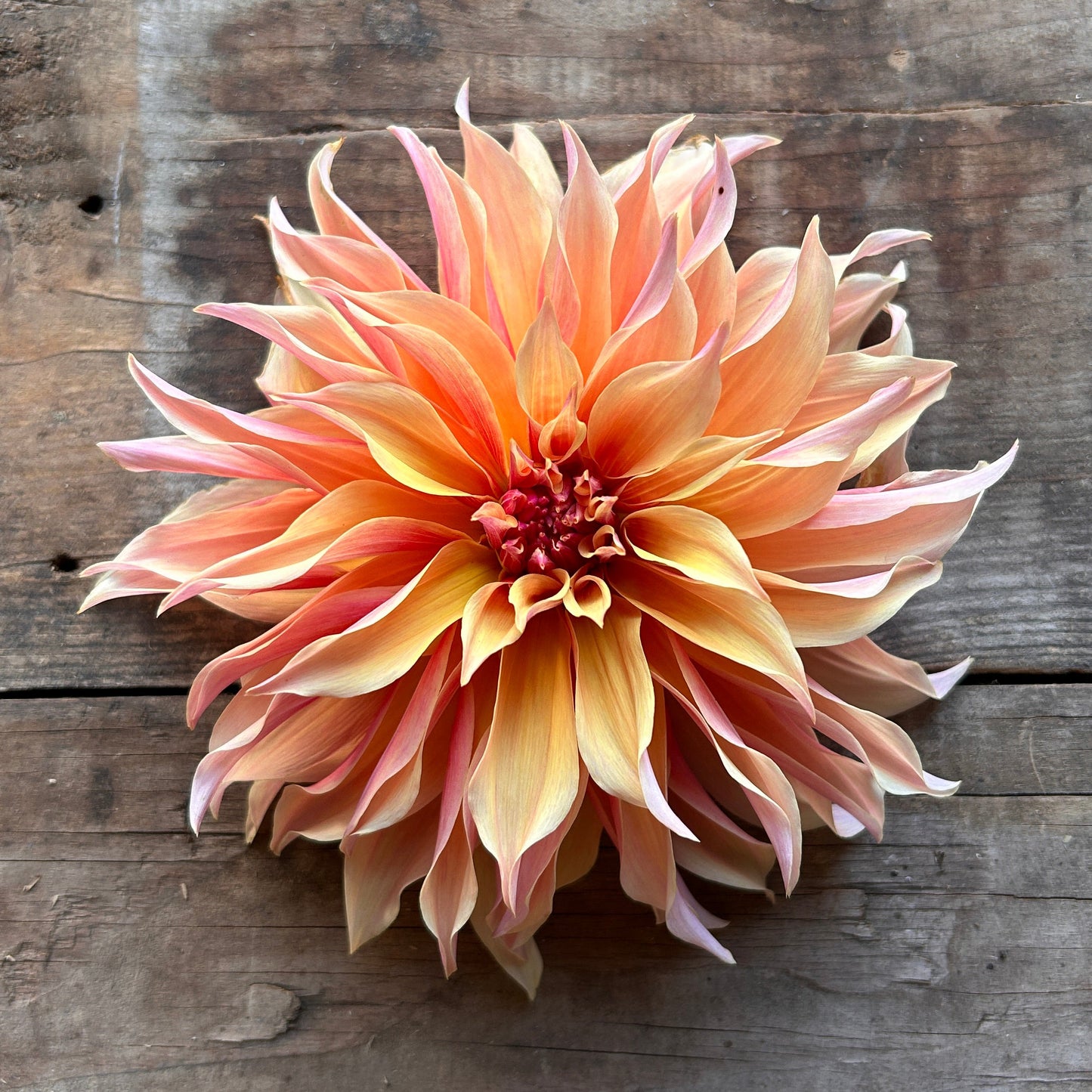 Dahlia Labyrinth