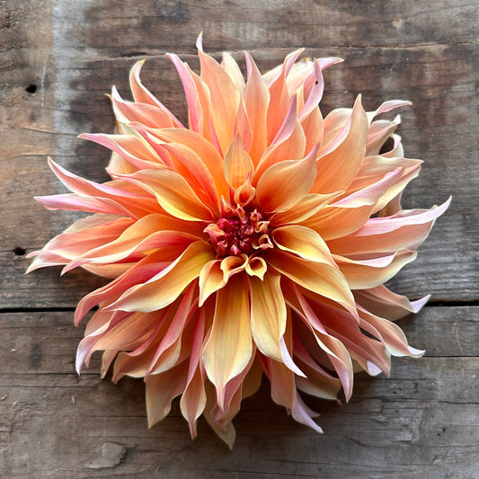 Dahlia Labyrinth ~ Workshop Curated Collection