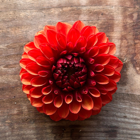Dahlia Brown Sugar