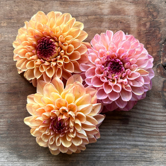 Dahlia Wine Eyed Jill