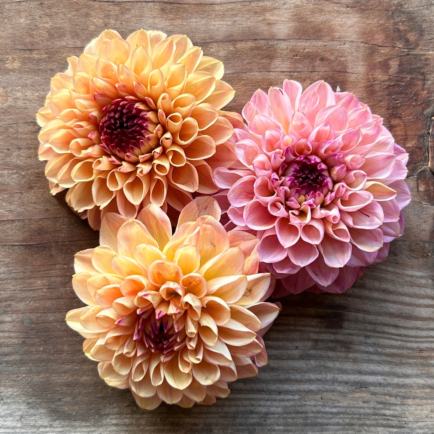 Dahlia Wine Eyed Jill ~ Workshop Curated Collection