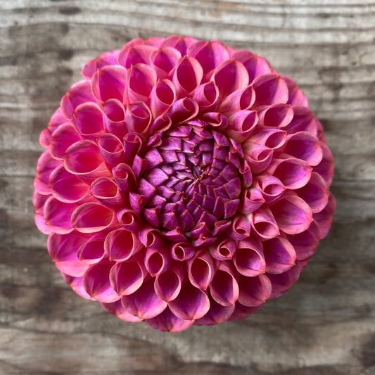 Dahlia Caitlin’s Joy