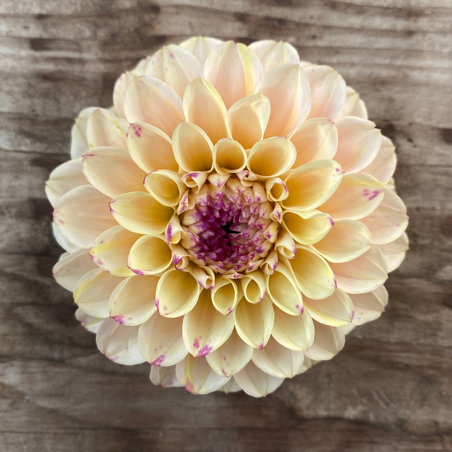 Dahlia Wine Eyed Jill