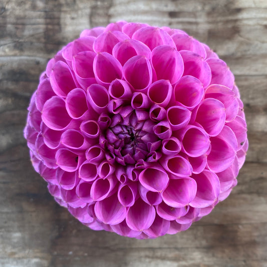 Dahlia Robann Regal