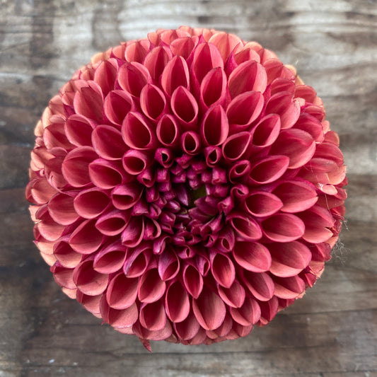 Dahlia Copper Boy