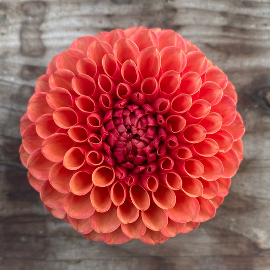 Dahlia Valley Rust Bucket