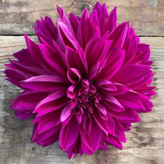 Dahlia Thomas Edison