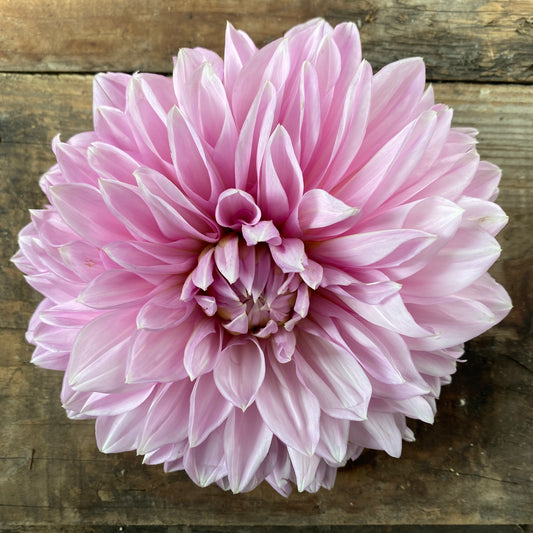 Dahlia Lavender Perfection