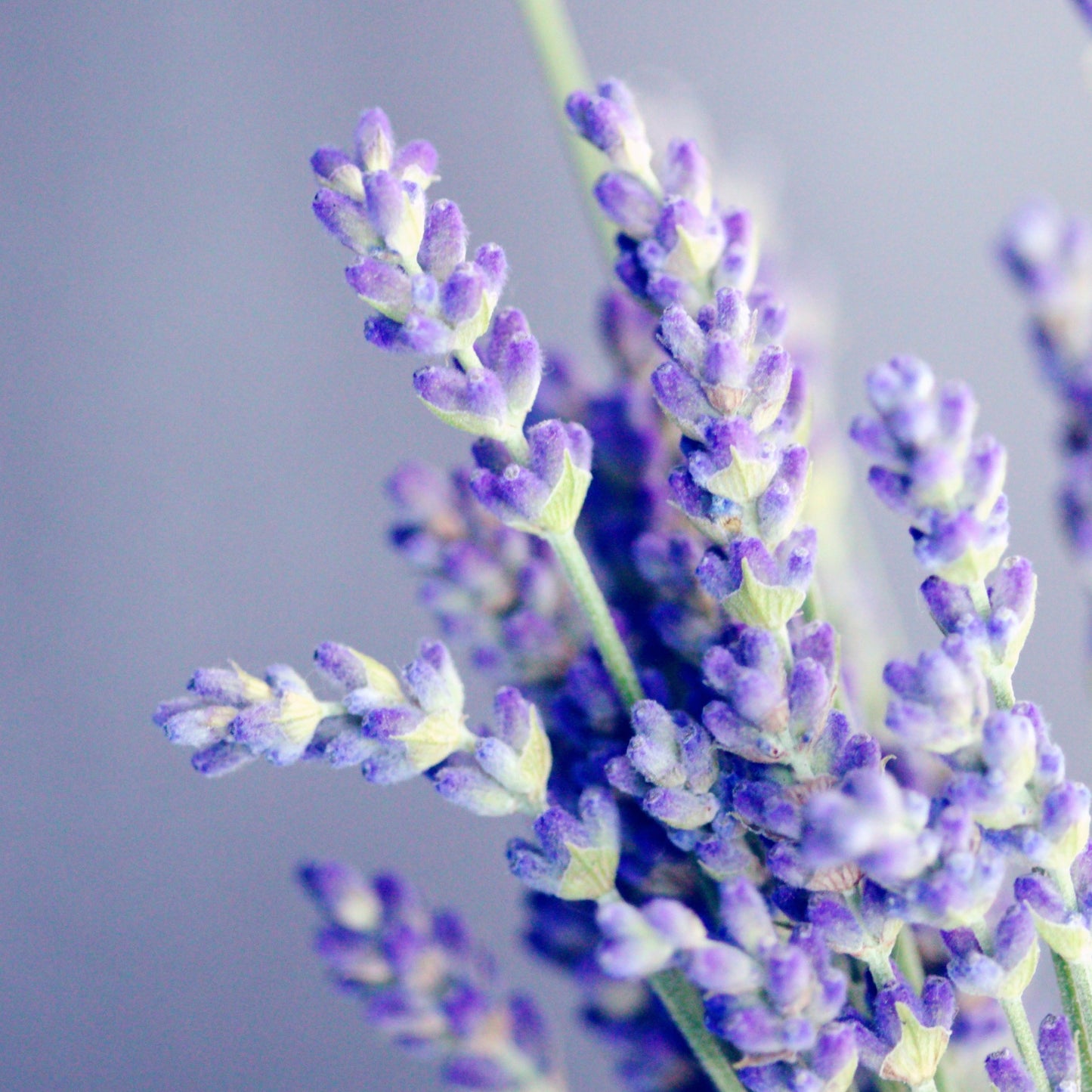 Lavender - English