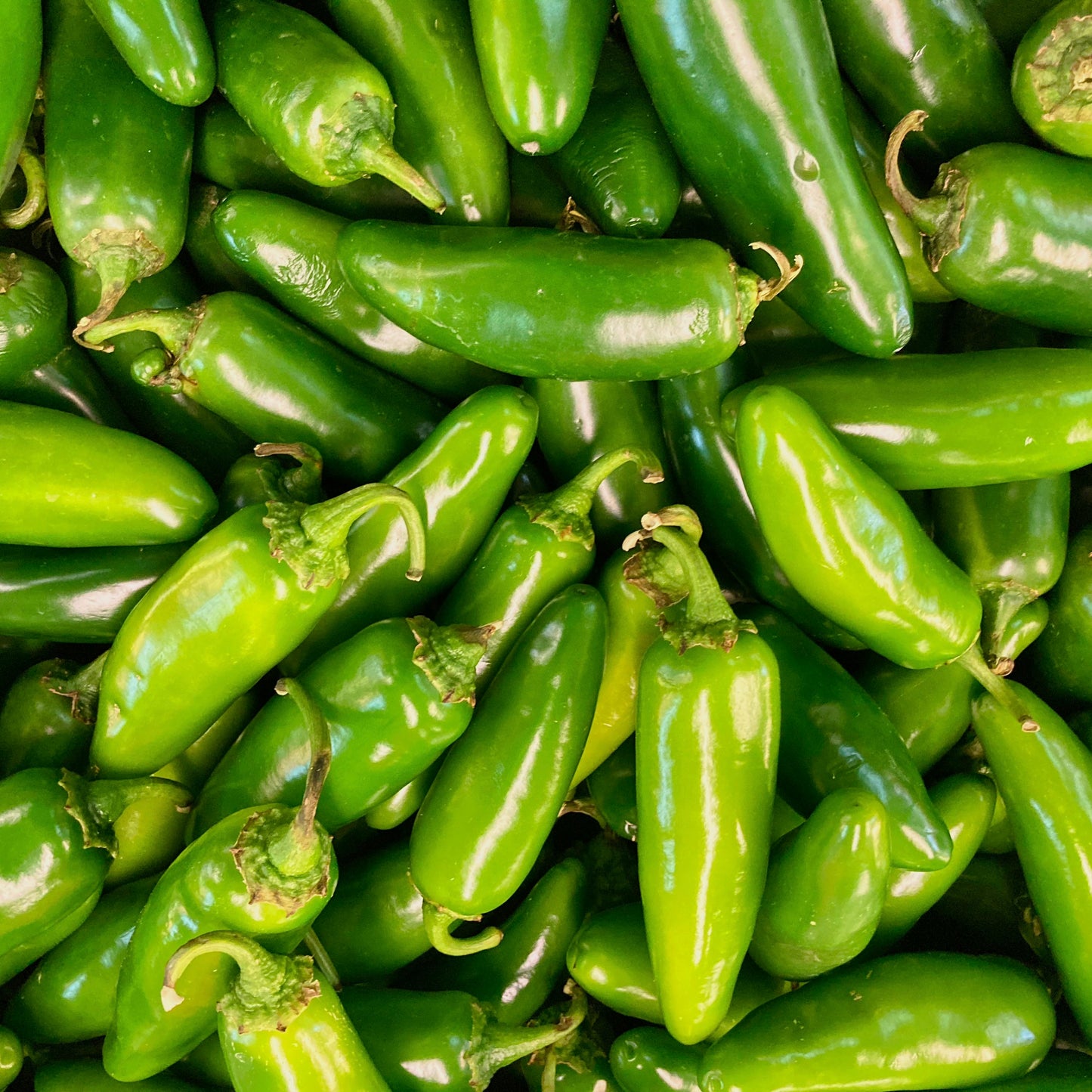 Pepper ~ Jalapeño (6 Pack)