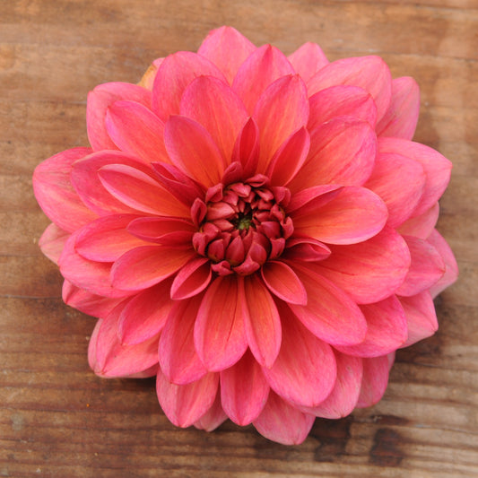 Dahlia Salmon Runner