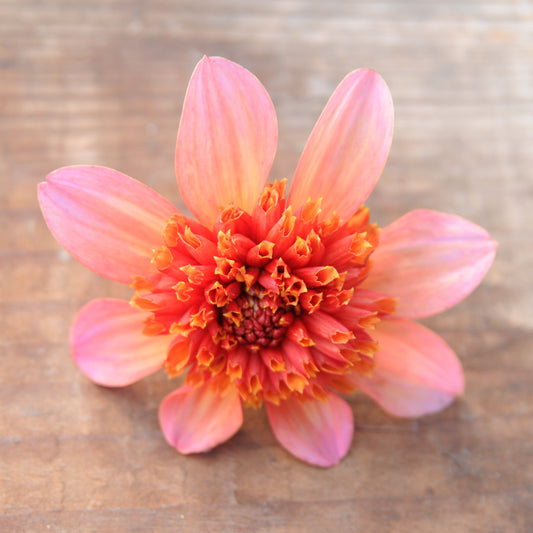 Dahlia Totally Tangerine
