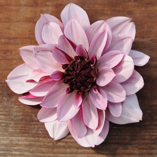 Dahlia Crème de Cassis