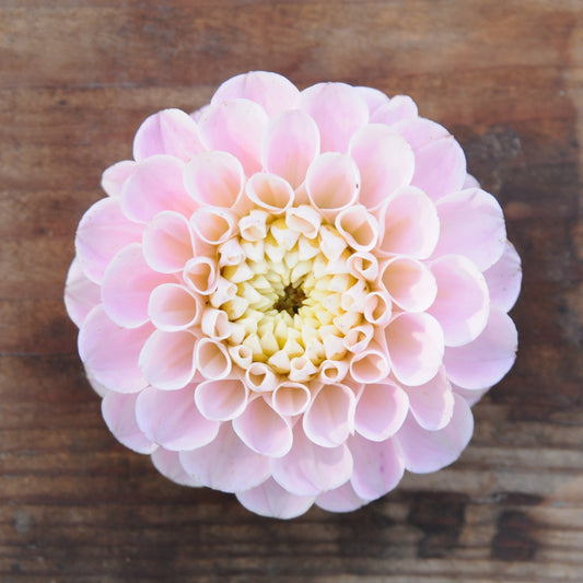 Dahlia Wizard of Oz