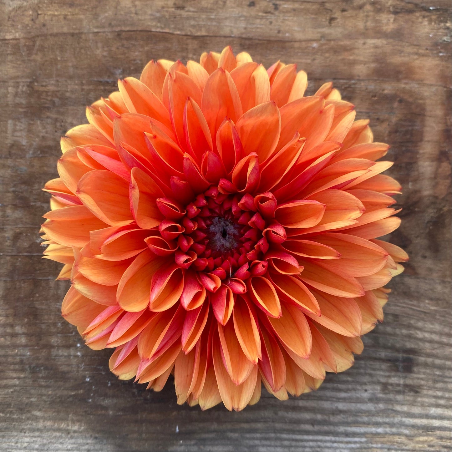 Dahlia Brown Sugar