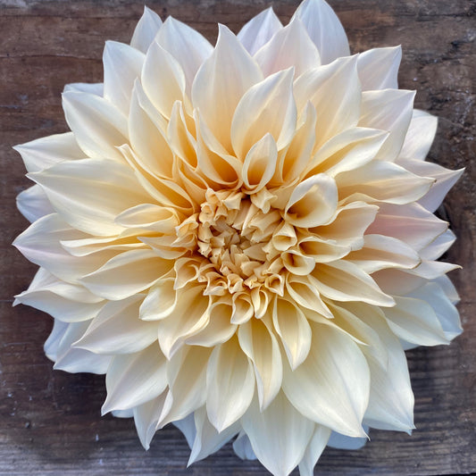 Dahlia Cafe Au Lait