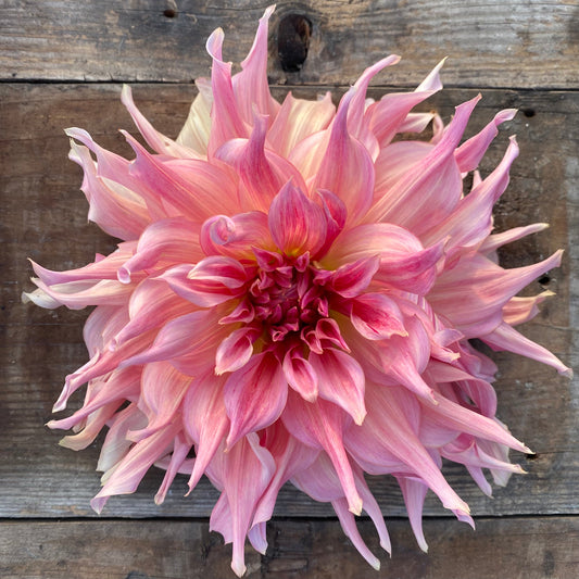 Dahlia Penhill Watermelon