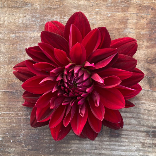 Dahlia Arabian Night